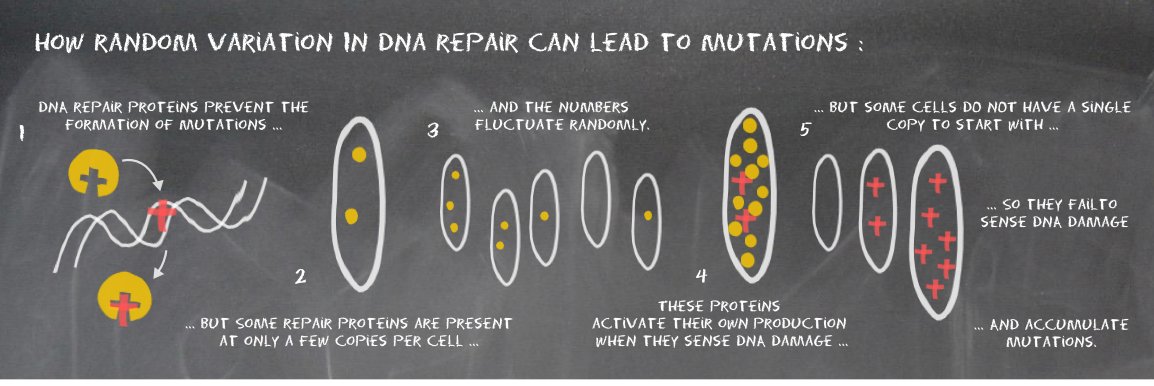 A link between mutagenesis and variation in DNA repair