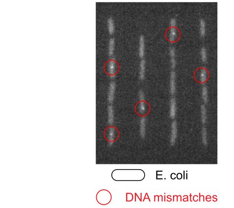 DNA mismatches