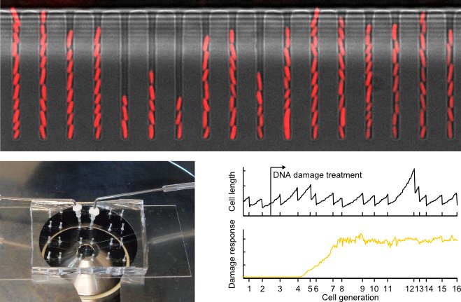 Single-cell microfluidics