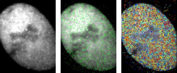 Chromosome maintenace in eukaryotes