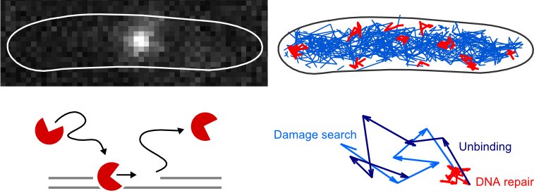 Single-molecule imaging of DNA repair in E. coli