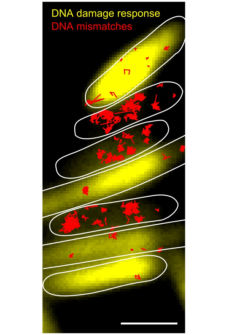 Stochastic activation of the adaptive response